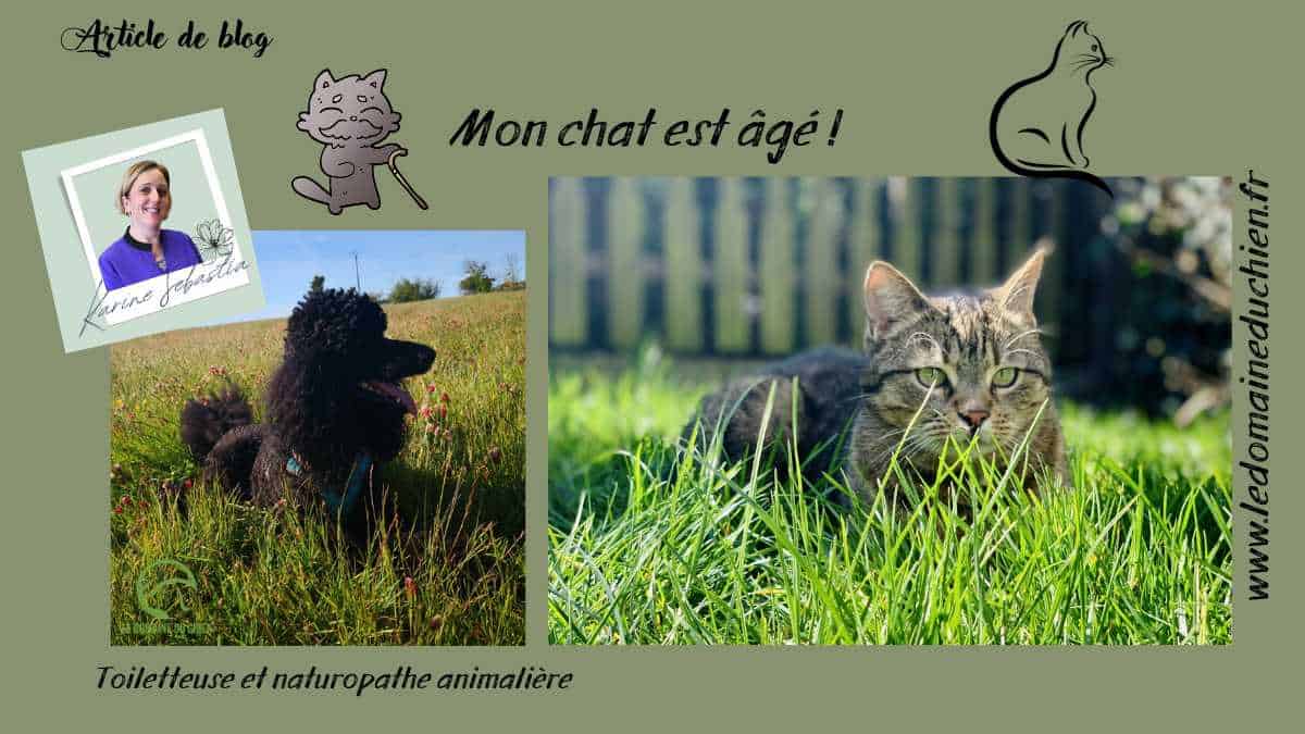 Mon chat est âgé ! Mon chat est âgé !