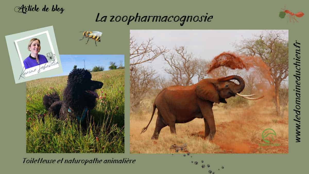 La zoopharmacognosie La zoopharmacognosie