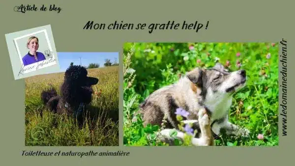 Mon chien se gratte : causes possibles et solutions naturelles