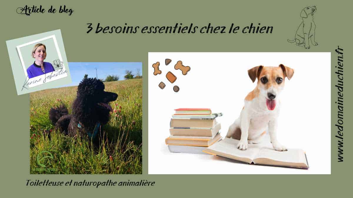 3 besoins essentiels chez le chien