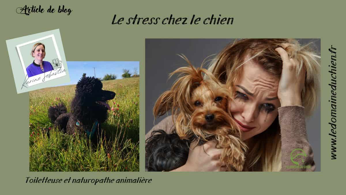 Le stress chez le chien