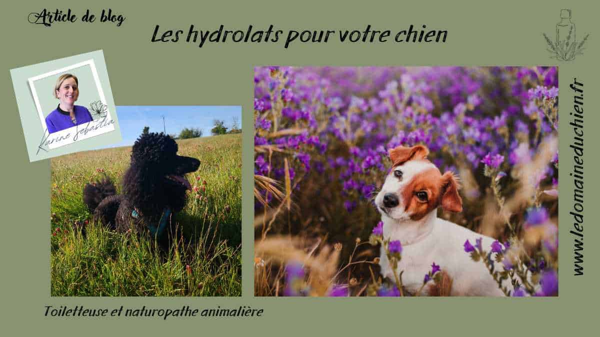 Les hydrolats pour votre chien
