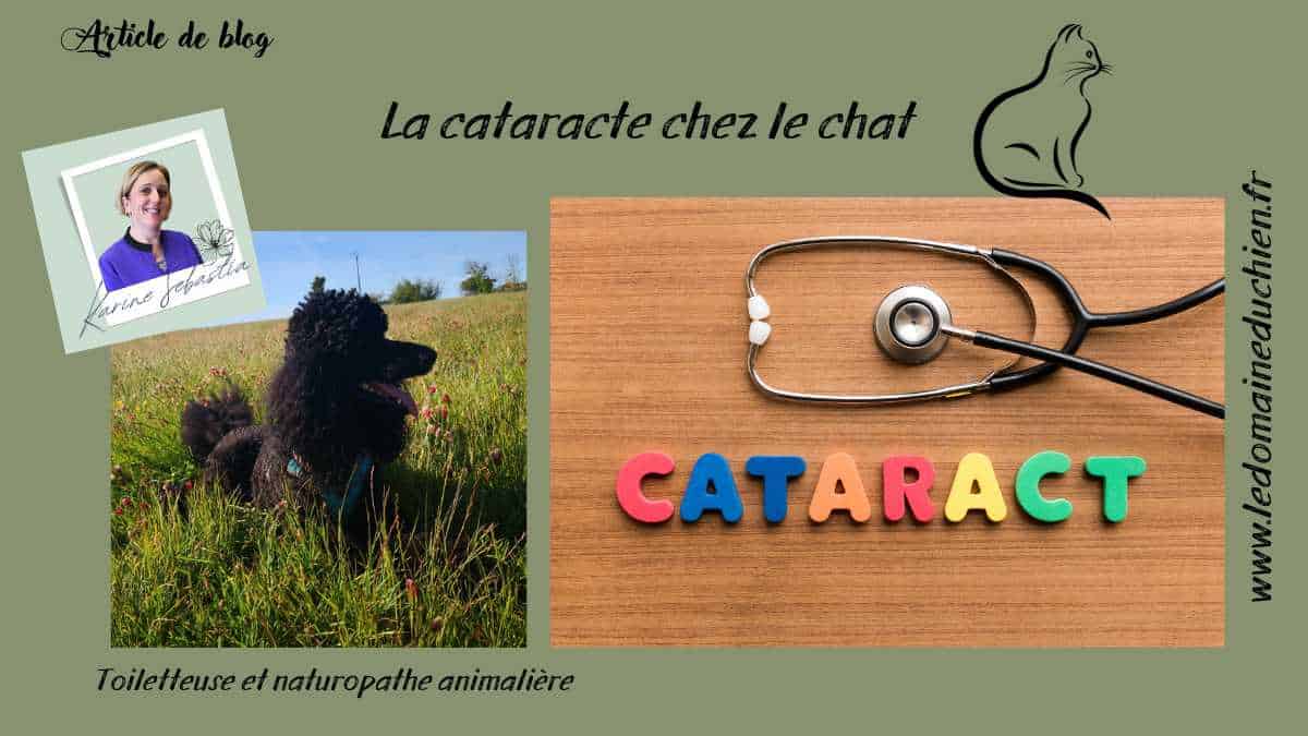 La cataracte chez le chat