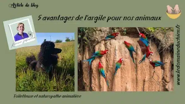 Argile verte pour le chien : bienfaits, usages et précautions
