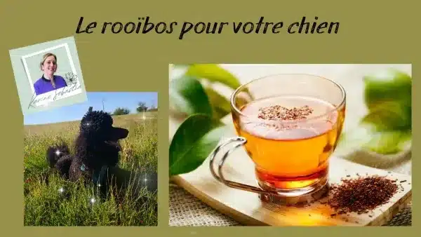 Rooibos et chien : une plante naturelle pour apaiser les peaux sensibles