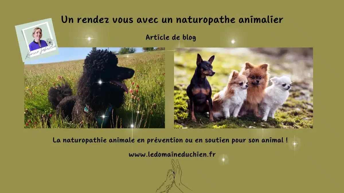 Un rendez vous avec un naturopathe animalier