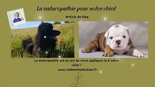 Naturopathie animale pour votre chiot : mes conseils naturels pour bien débuter
